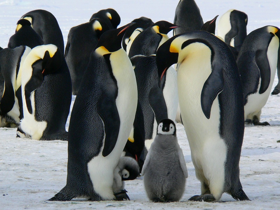 penguins-429128_960_720.jpg