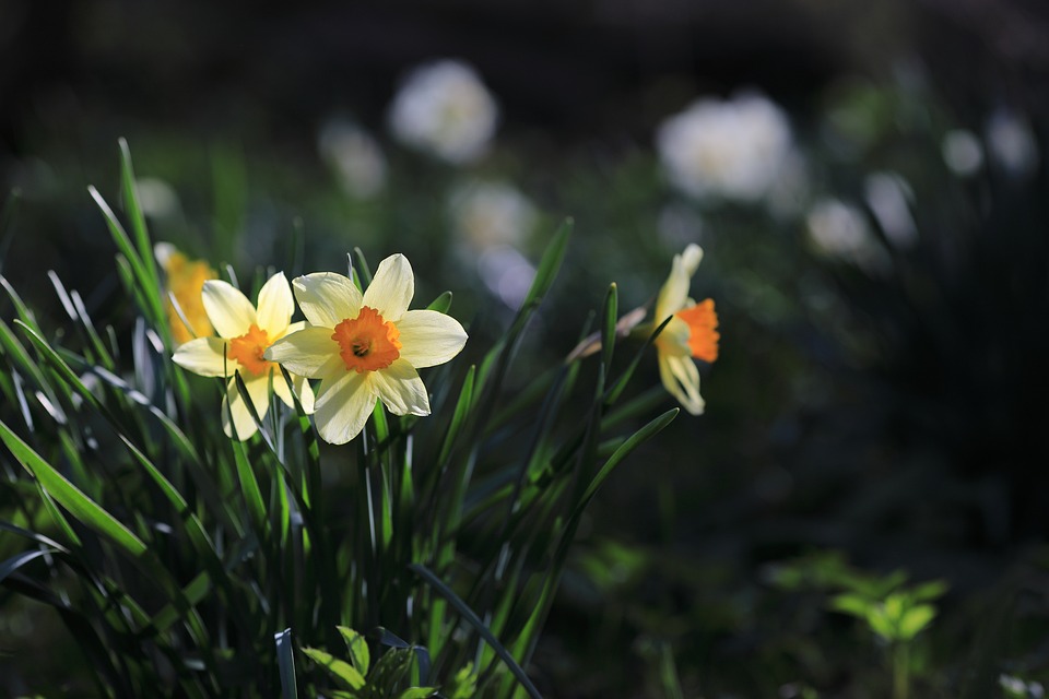daffodil-4012840_960_720.jpg